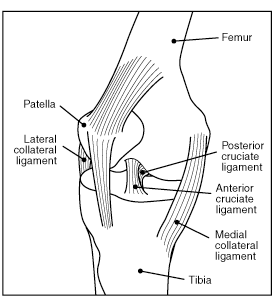 Knee ligaments Knee ligaments